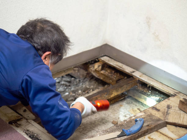 Mold Testing and Removal in Westminster, MD