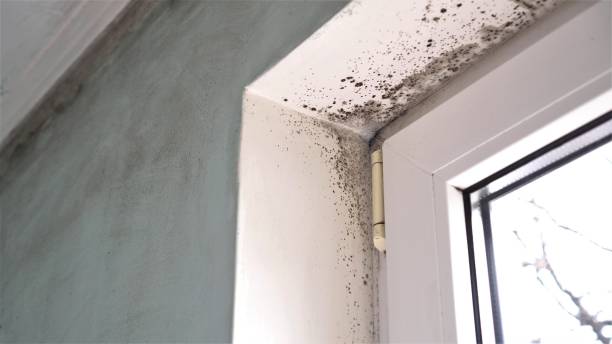 Best Black Mold Removal  in Westminster, MD