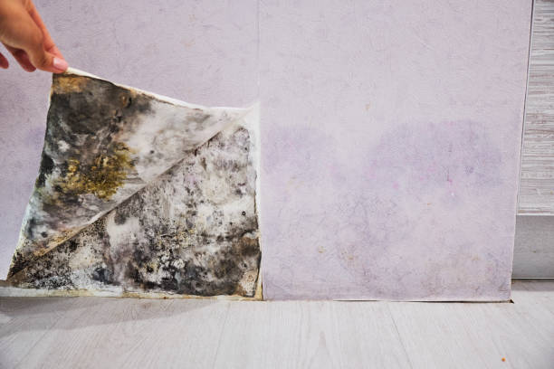 Best Mold Removal and Inspection  in Westminster, MD